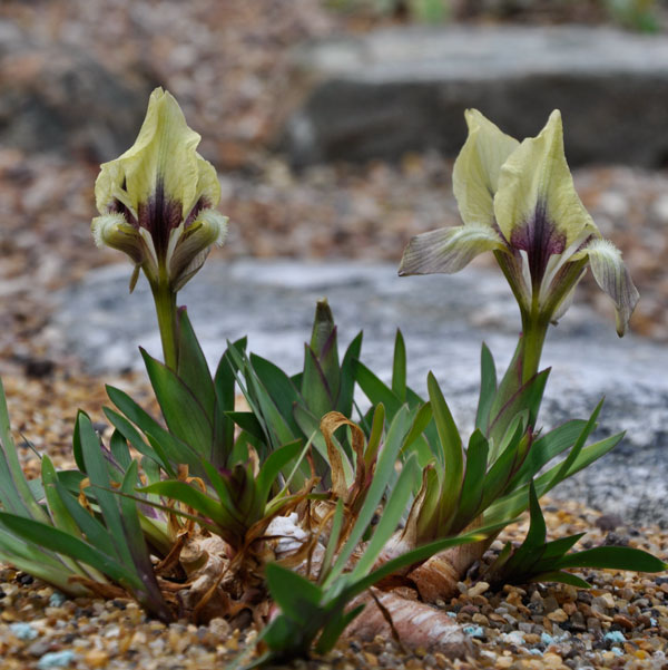 Iris suaveolens 'Yellow Form'